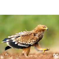 گونه عقاب شاهی Eastern Imperial Eagle